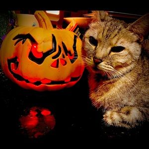 Meet your Posher, Renee